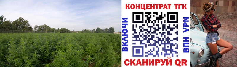 ТГК Wax  Куровское 