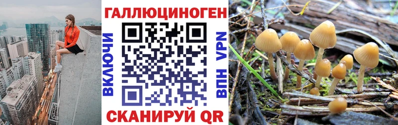 что такое наркотик  Куровское  дарк нет как зайти  Псилоцибиновые грибы GOLDEN TEACHER 
